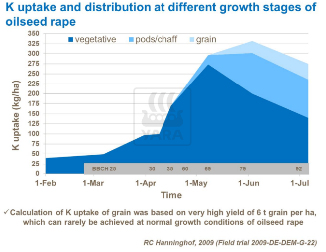 Absorption et distribution du potassium &agrave; diff&eacute;rents stades de croissance du colza
