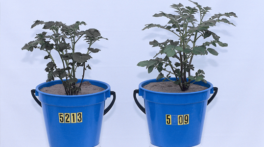 Sporenelementen voorkomen ziekten 