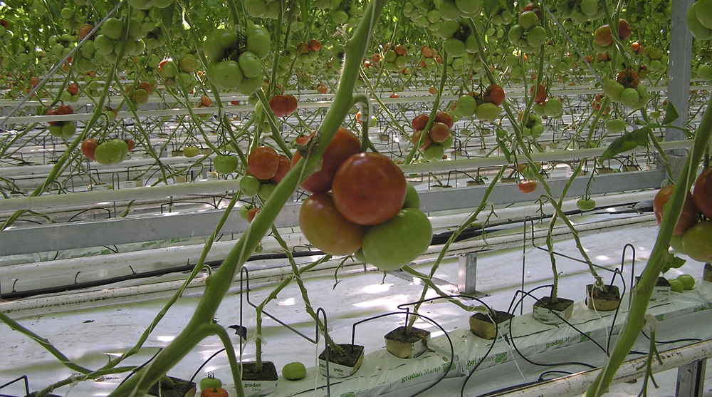 ‘Regel’ pH met ammonium (NH4)