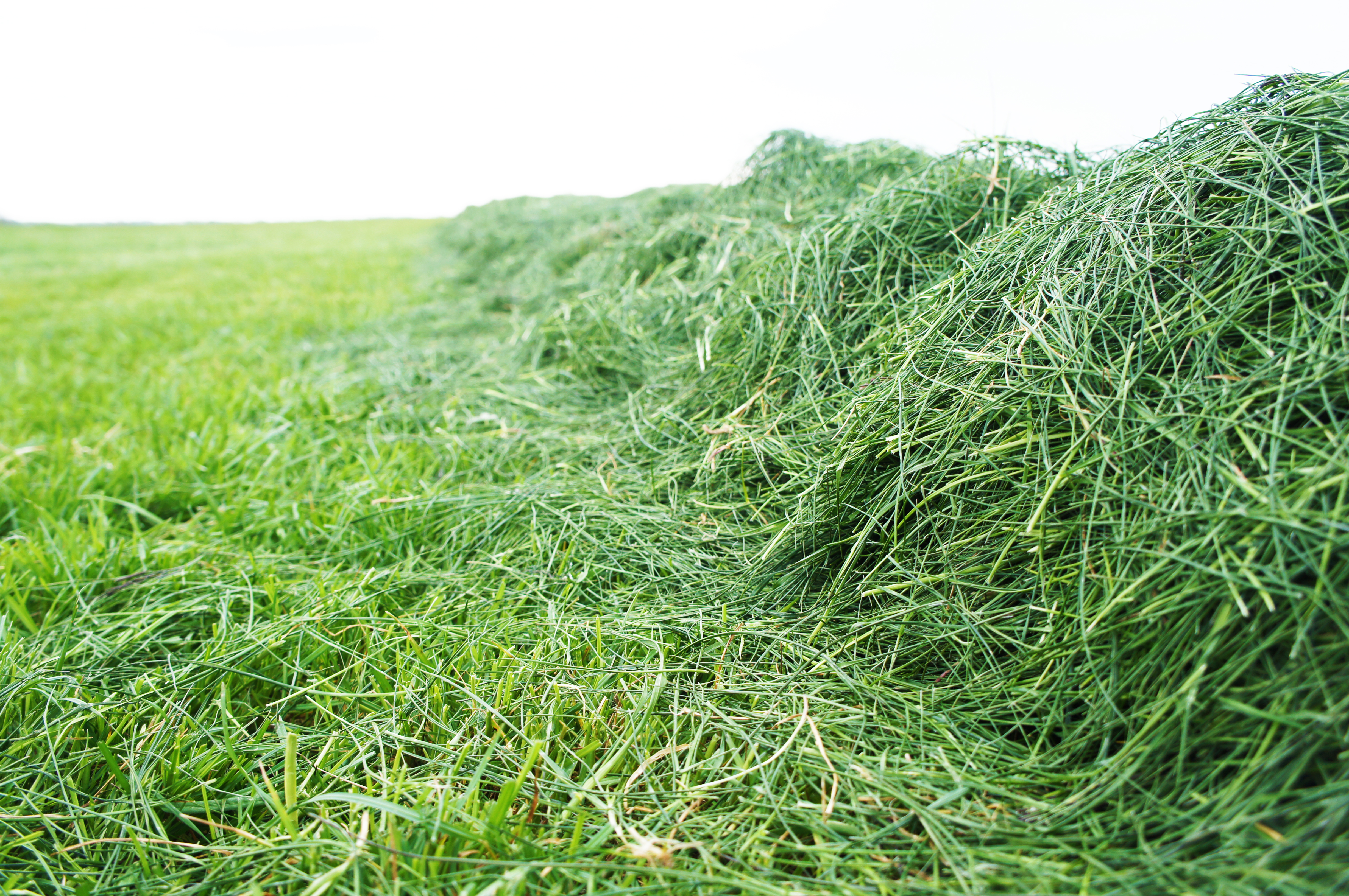 Besparen op kunstmest mogelijk - Yara GrassN app vertelt het u.jpg