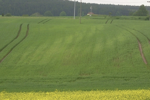 Photo 1. Carences en mangan&egrave;se localis&eacute;es dans le champ.jpg