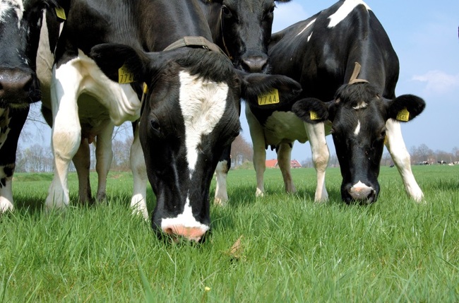 Een goed seleniumgehalte