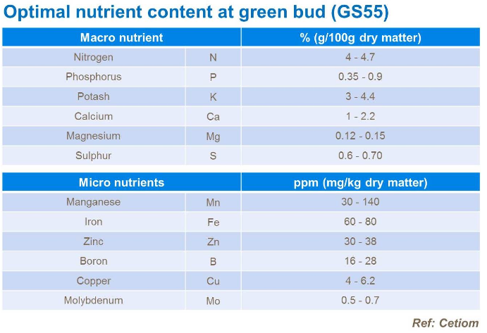 Taux optimal de nutriment du bourgeon vert