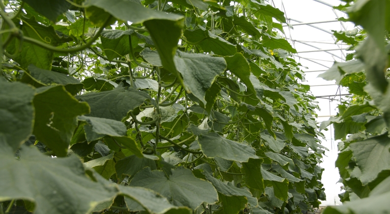 Gebreksverschijnselen in komkommer