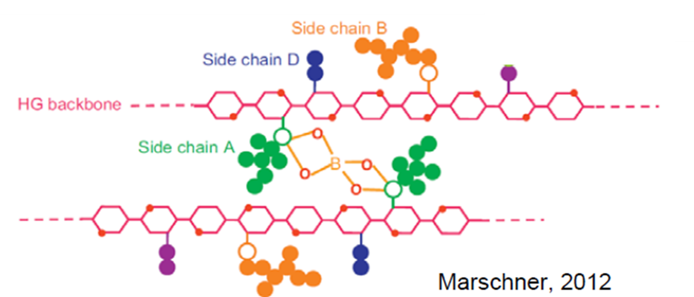 Afbeelding Marschner.png