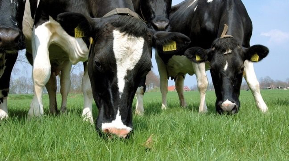 Alles behalve bemesting……nou bijna dan…