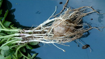 knolontwikkeling kiemstadium