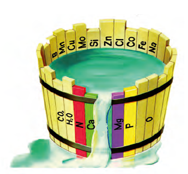 Figuur 1 De wet van het Minimum (Justus von Liebig).png