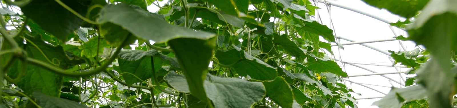 Gebreksverschijnselen in komkommer