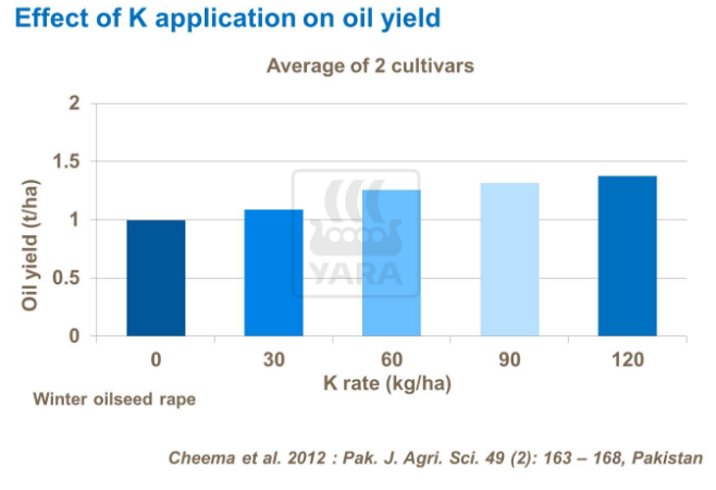 Effet du potassium sur le rendement 