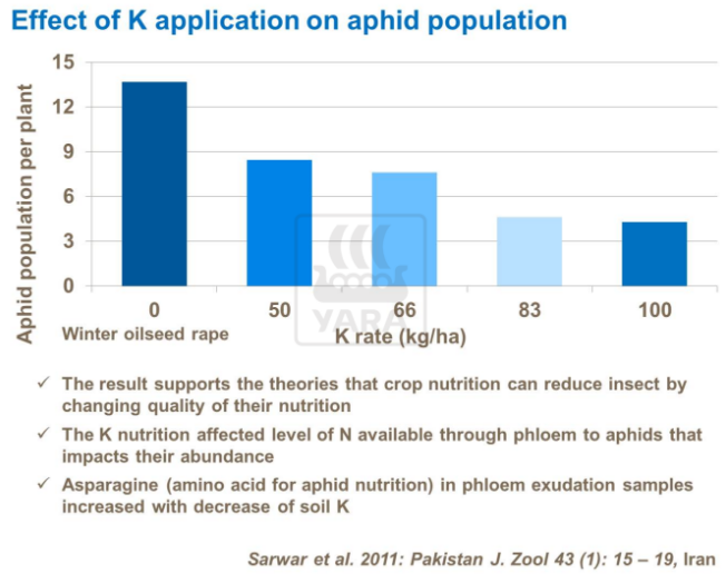 Effet de l'application de potassium sur population de pucerons