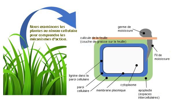 Les oligo-&eacute;l&eacute;ments pr&eacute;viennent les maladies.jpg