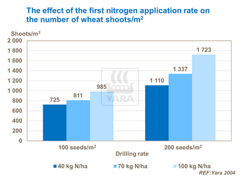 Effet de première application d'azote